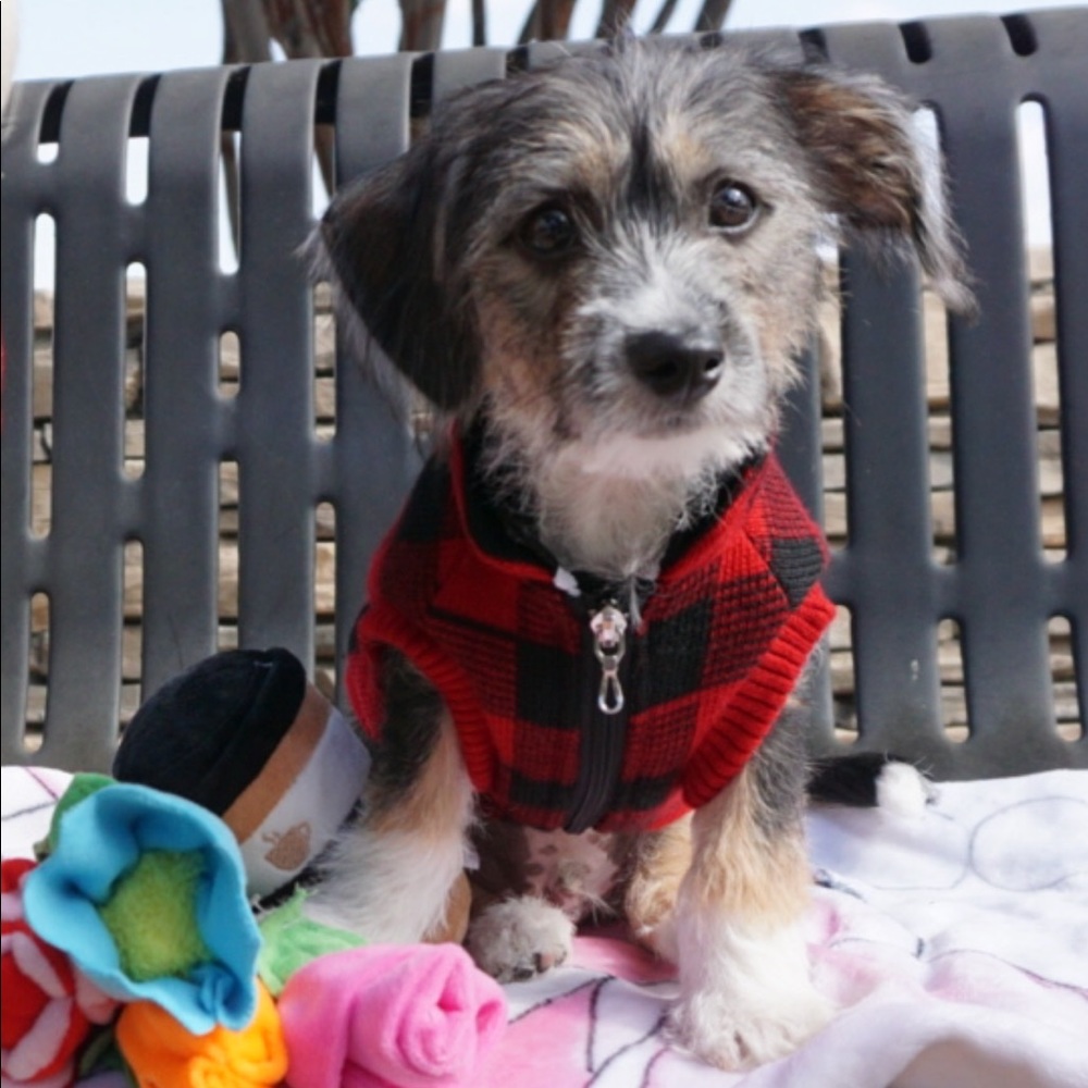 FuzzYard “Lumberjack” red Pet jacket, size 1